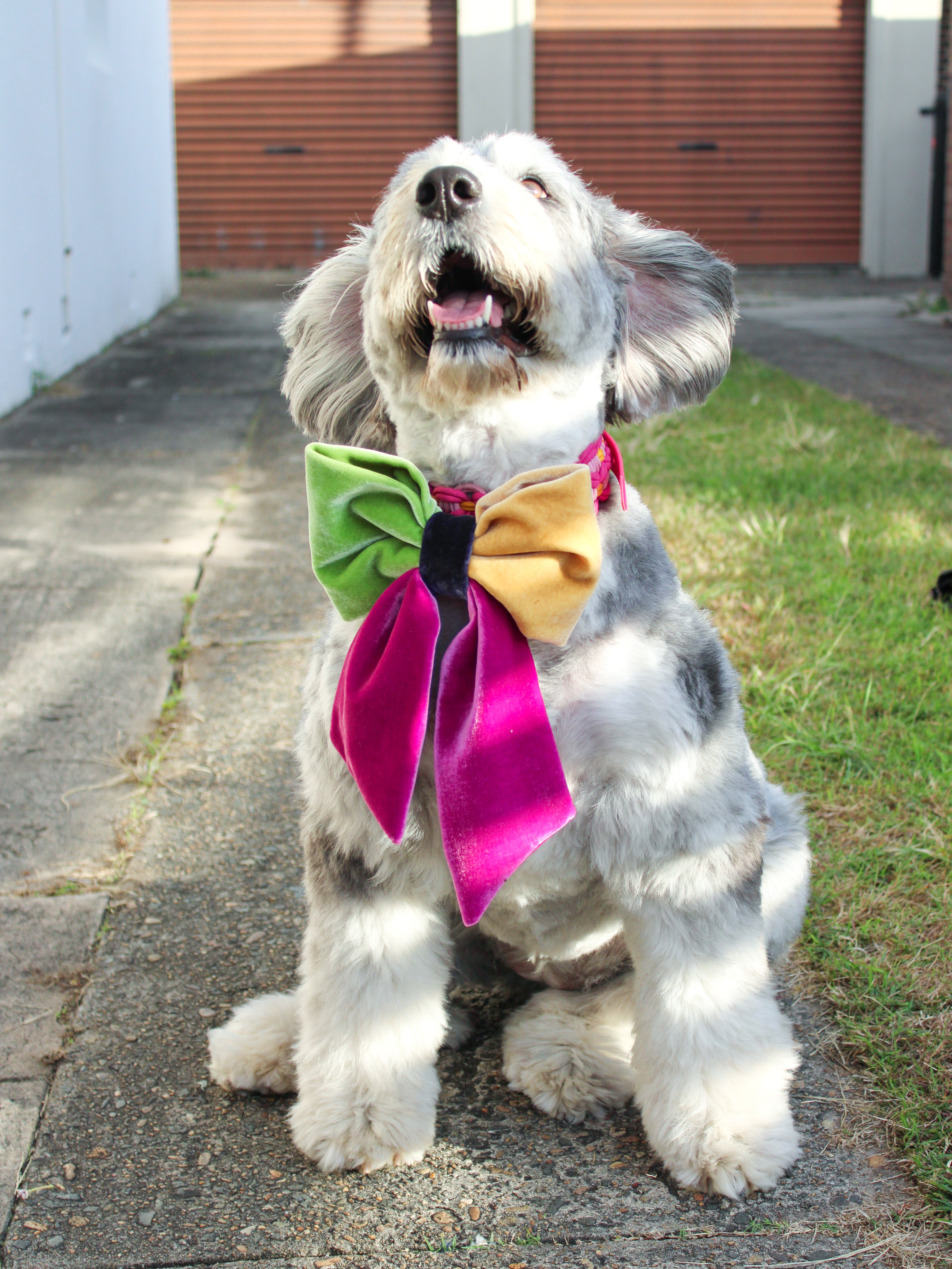 JUMBO Multicolor Velvet Dog Sailor Bow