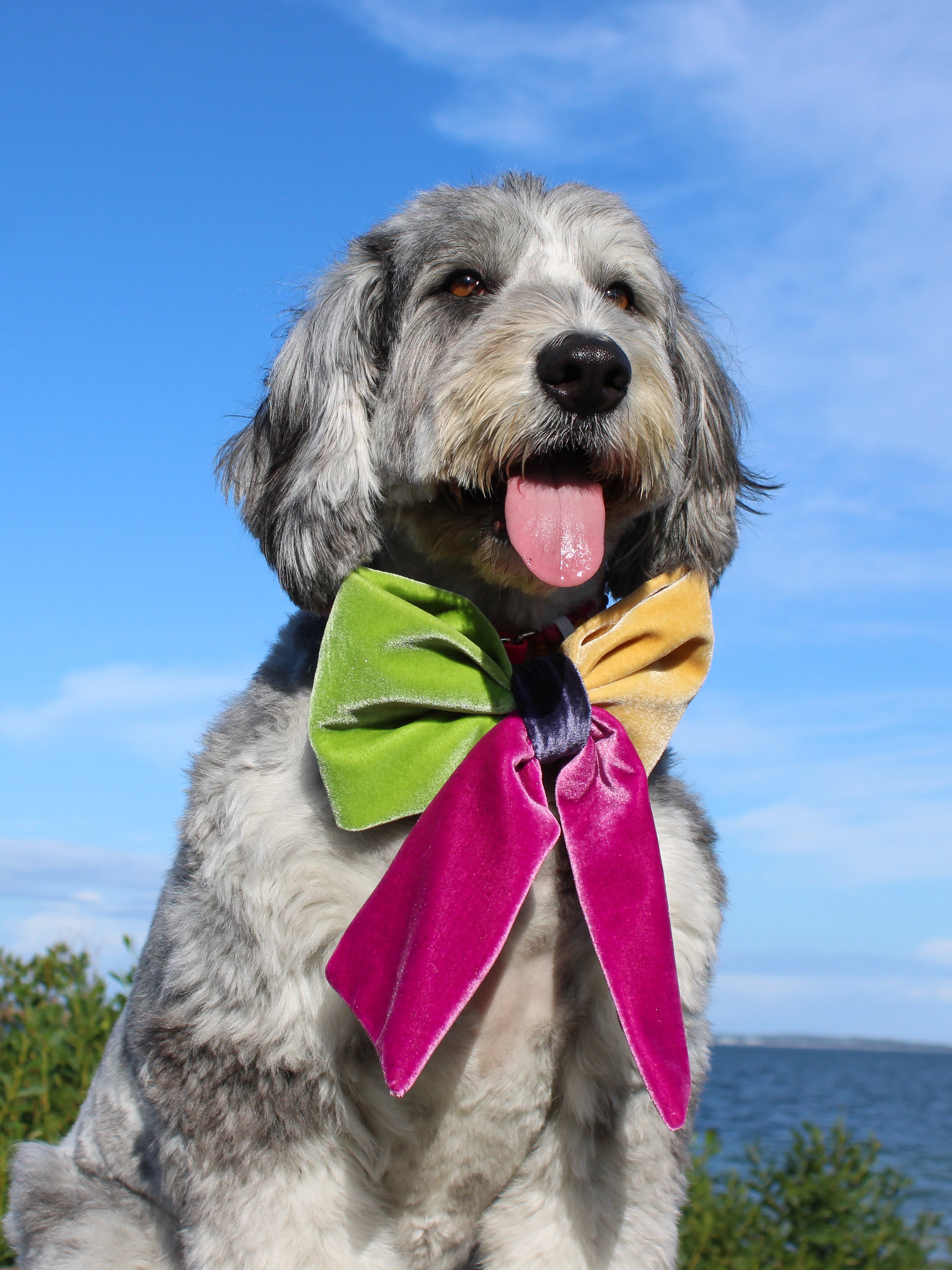 JUMBO Multicolor Velvet Dog Sailor Bow
