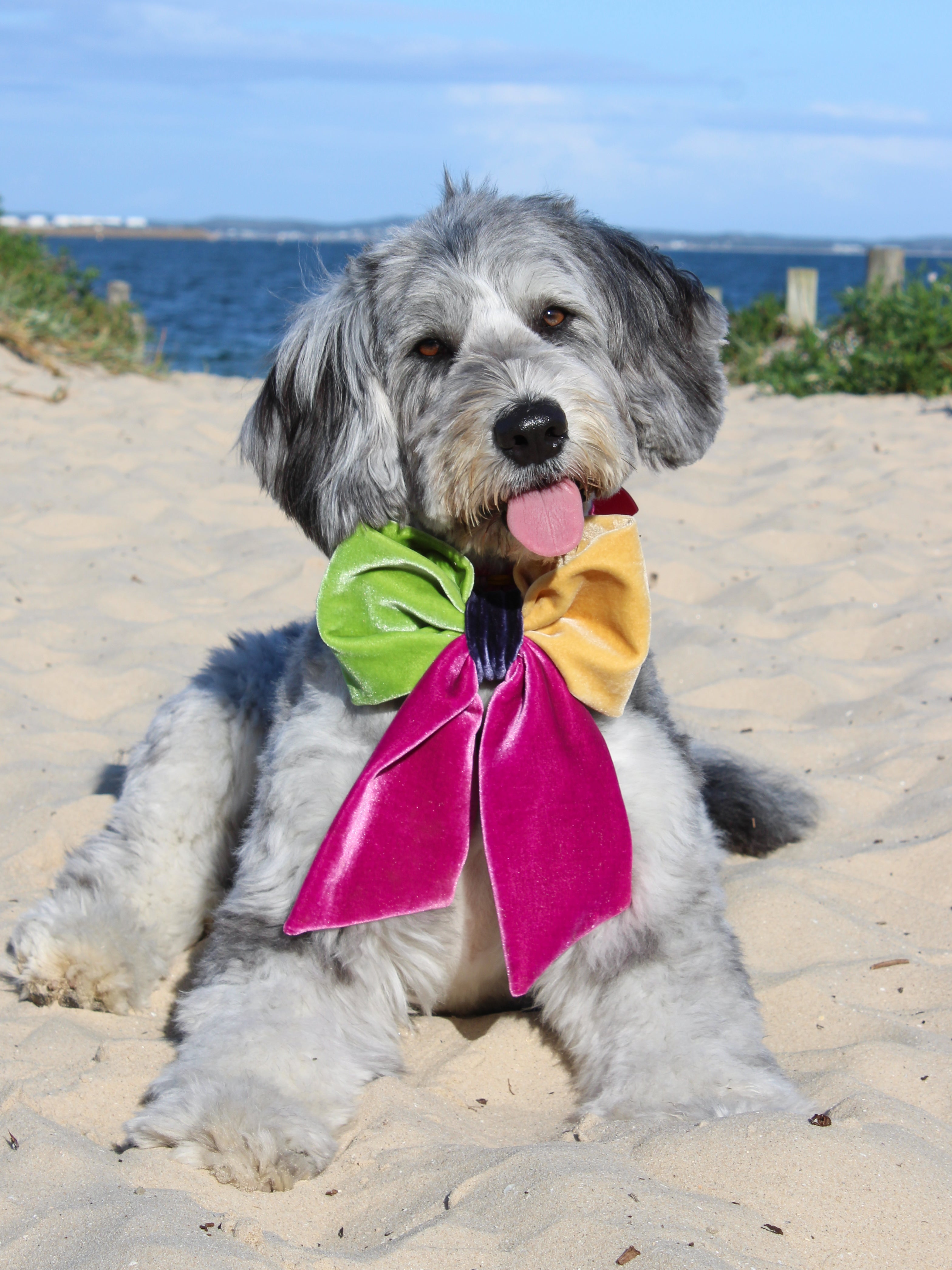 JUMBO Multicolor Velvet Dog Sailor Bow