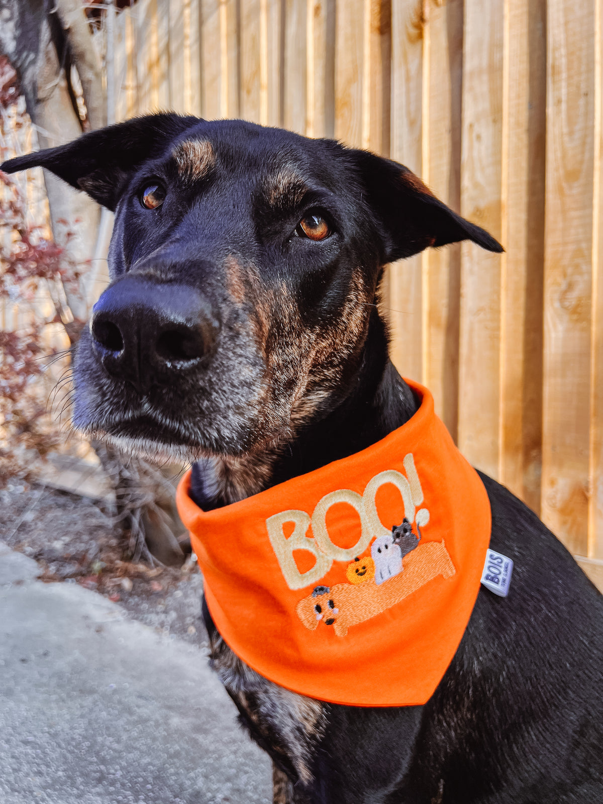 Pañoleta para perro de Halloween que brilla en la oscuridad: "Sin trucos, solo golosinas"