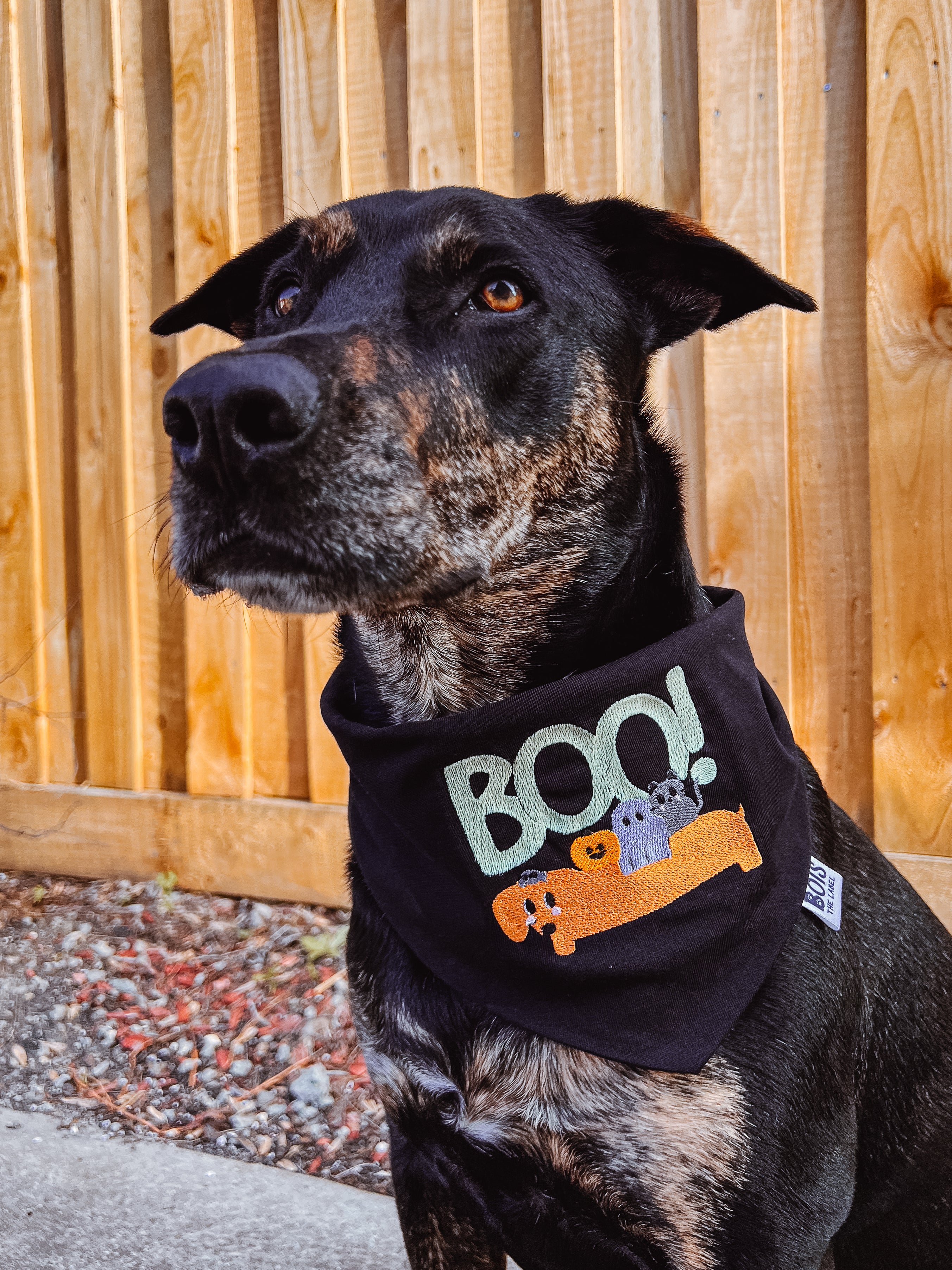 Pañoleta para perro de Halloween que brilla en la oscuridad: "Sin trucos, solo golosinas"