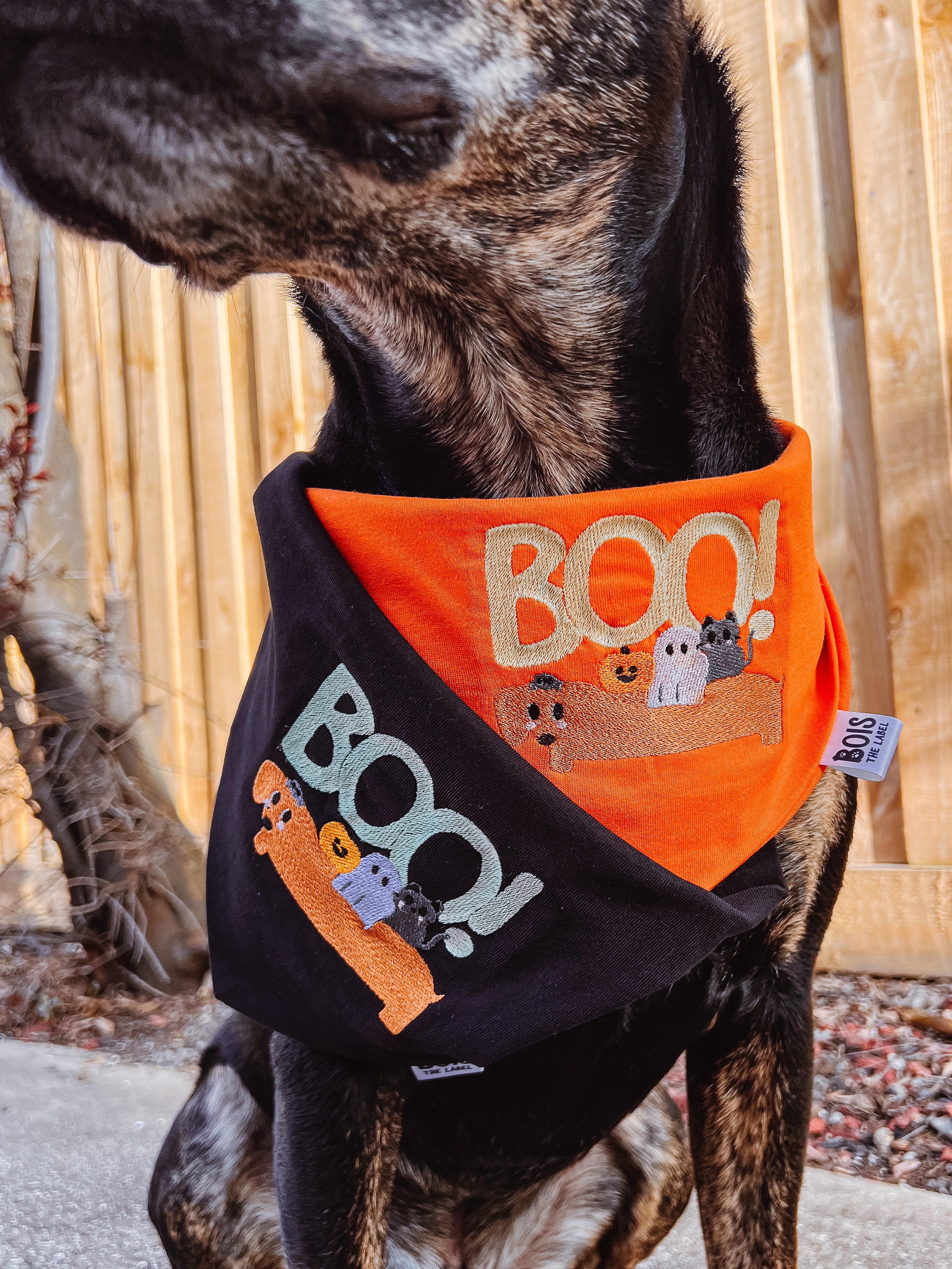 Pañoleta para perro de Halloween que brilla en la oscuridad: "Sin trucos, solo golosinas"