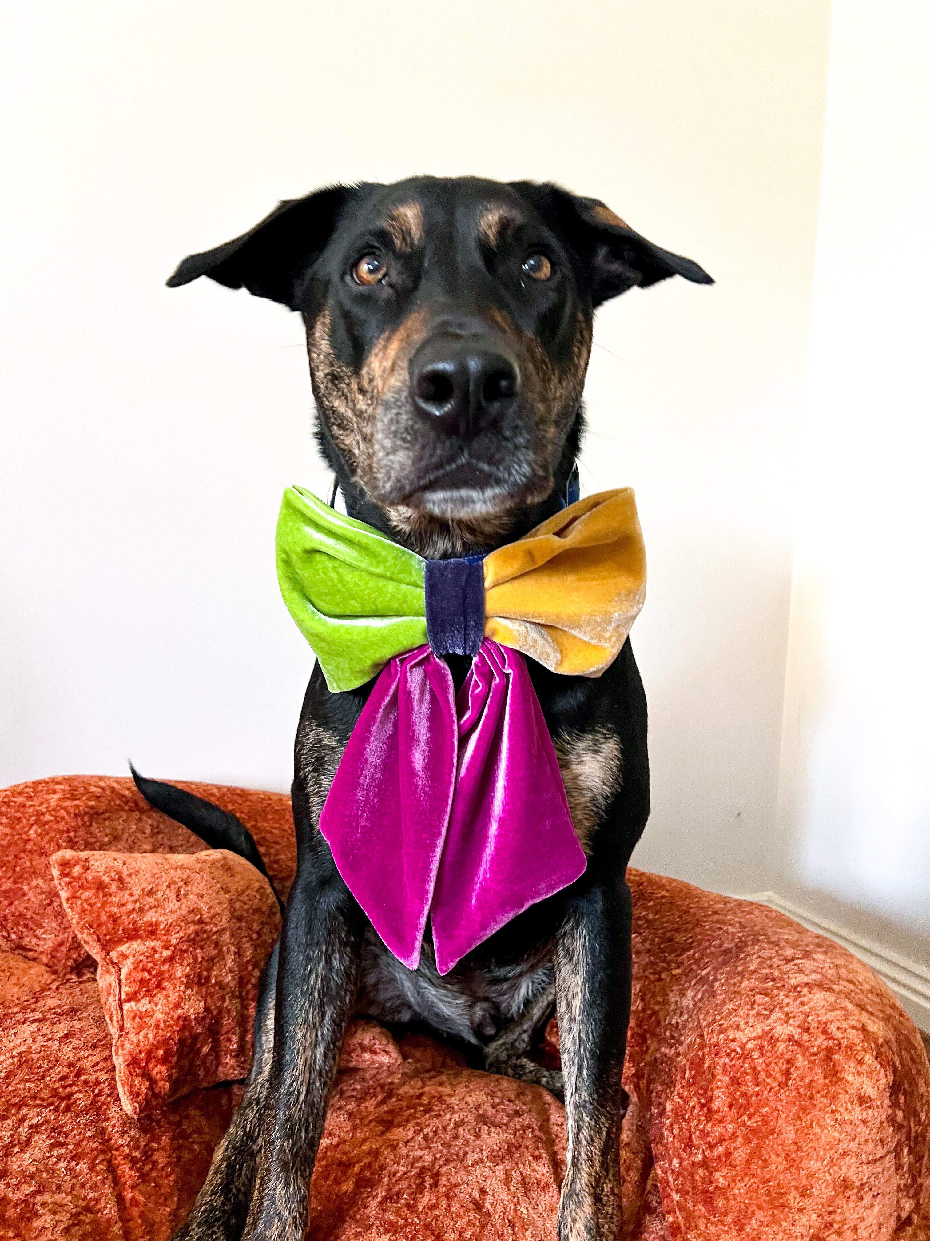 JUMBO Bright Multicolor Velvet Dog Sailor Bow