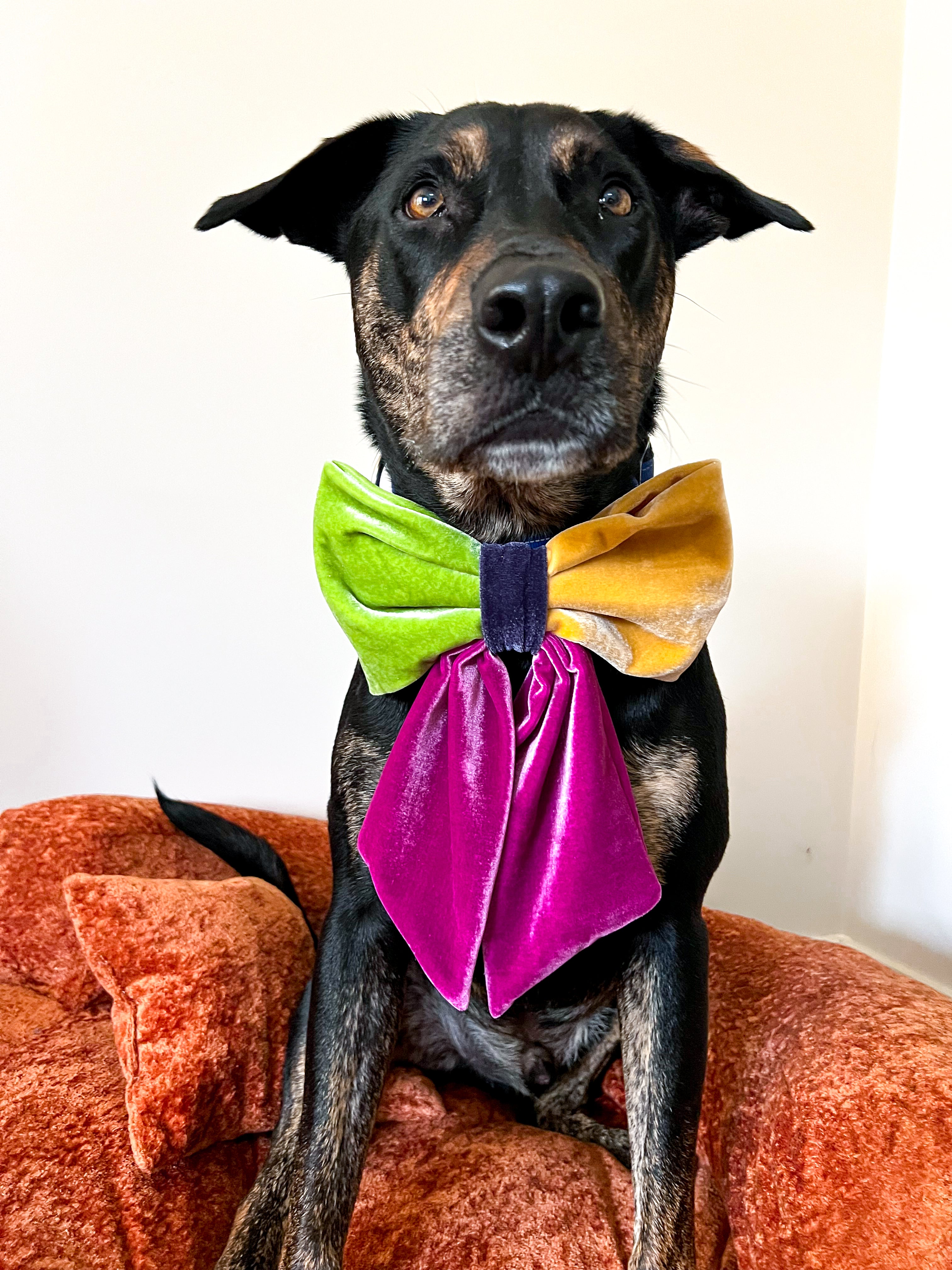 JUMBO Bright Multicolor Velvet Dog Sailor Bow
