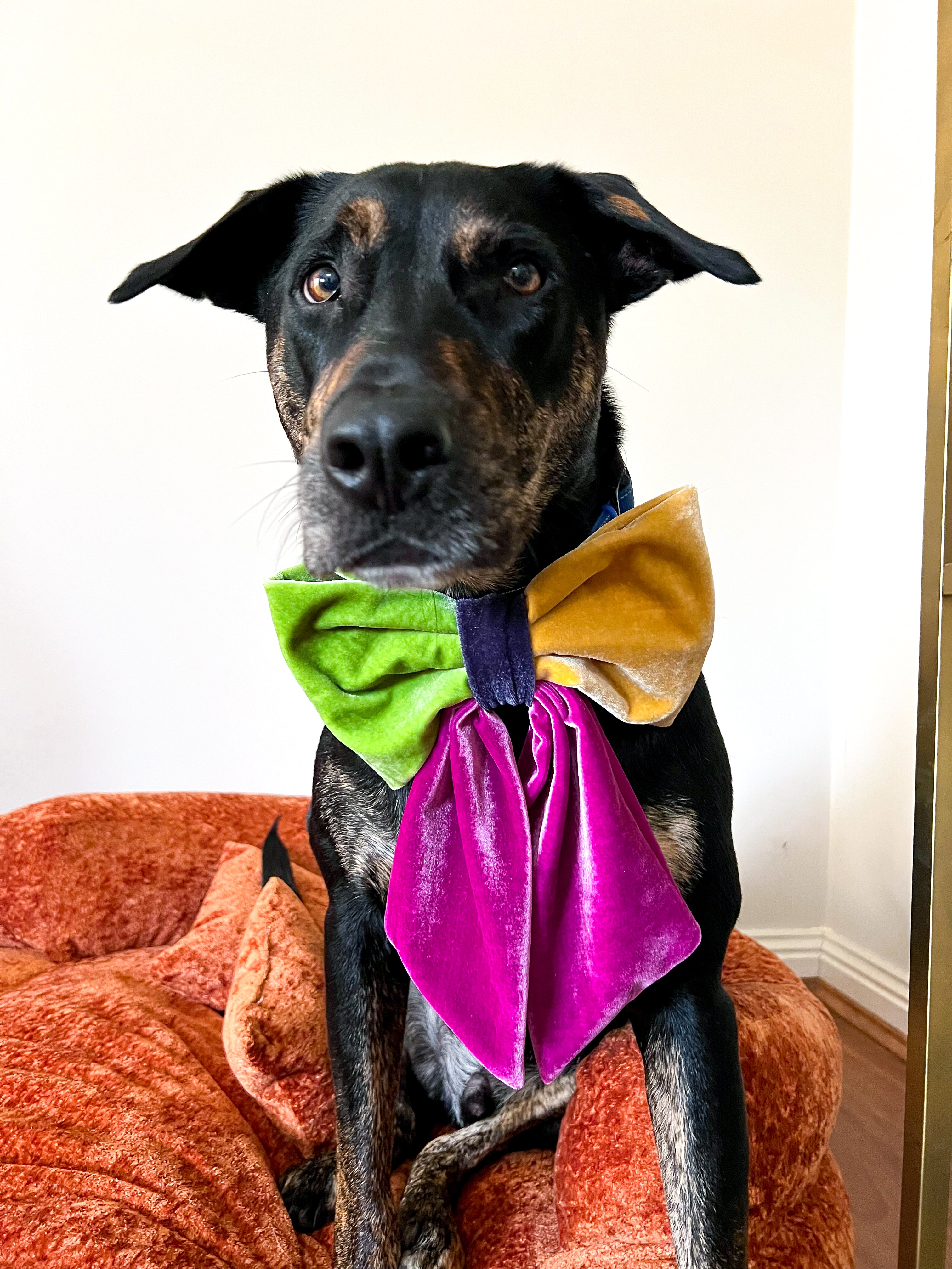JUMBO Bright Multicolor Velvet Dog Sailor Bow