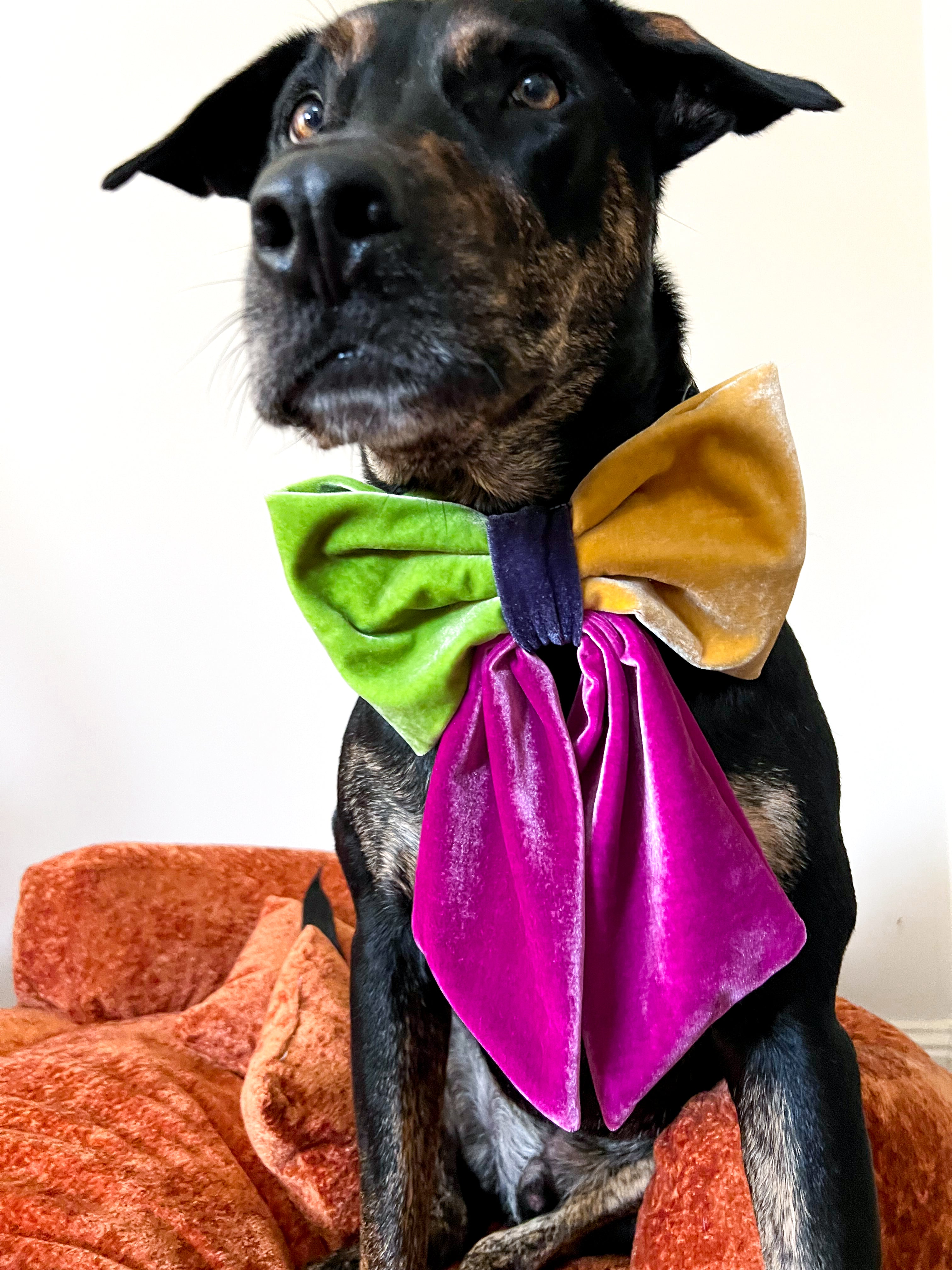 JUMBO Bright Multicolor Velvet Dog Sailor Bow