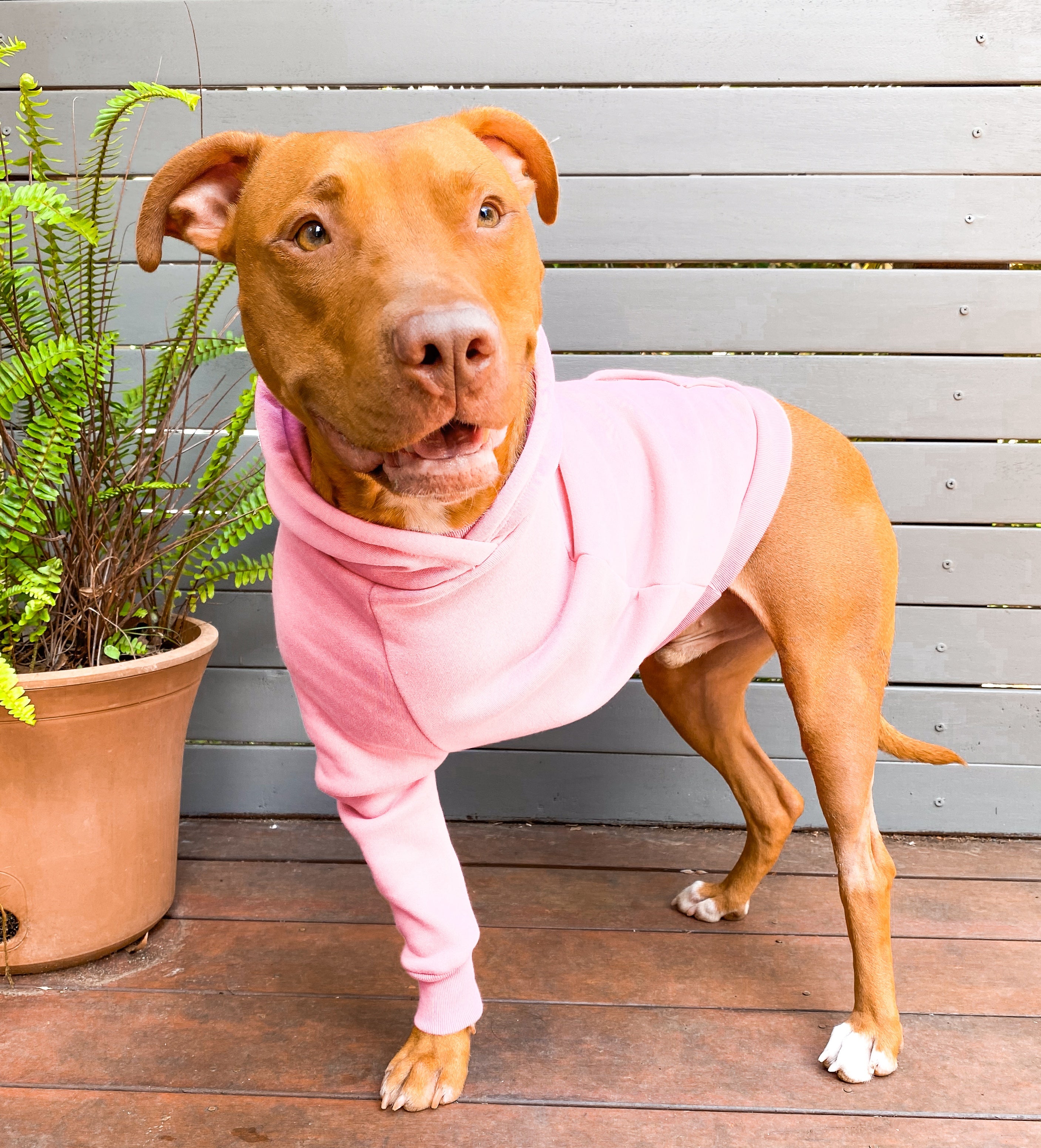 Dog wearing a pink hoodie standing on a wooden deck with a plant in the background