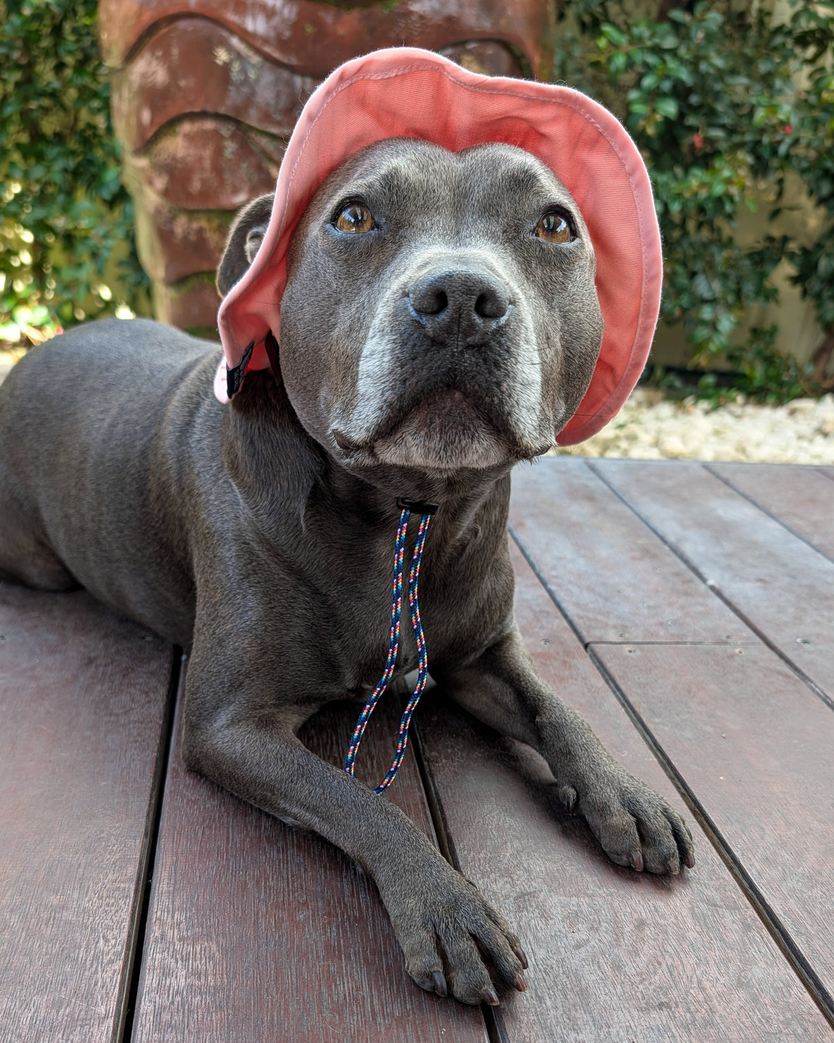 Sombrero de cubo reversible Gingham Dog