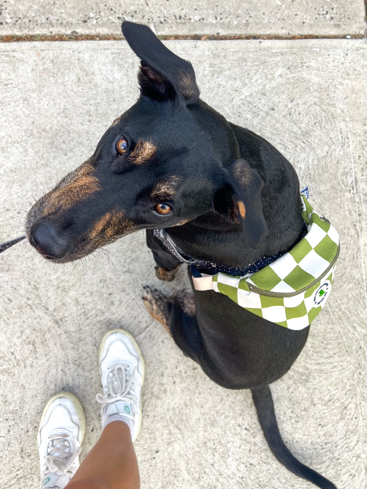 Doggy Bumbag - Green Checker