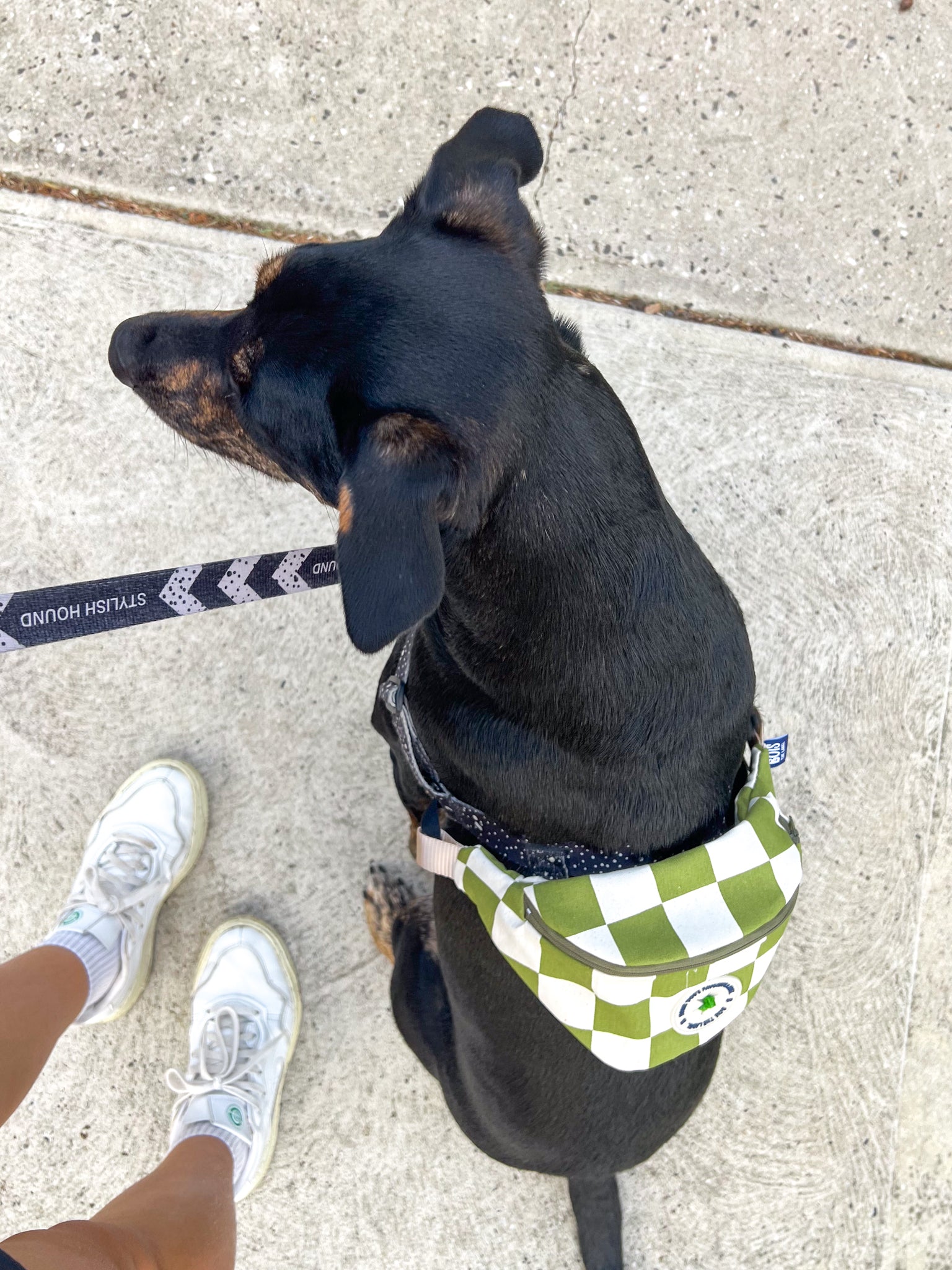 Doggy Bumbag - Green Checker