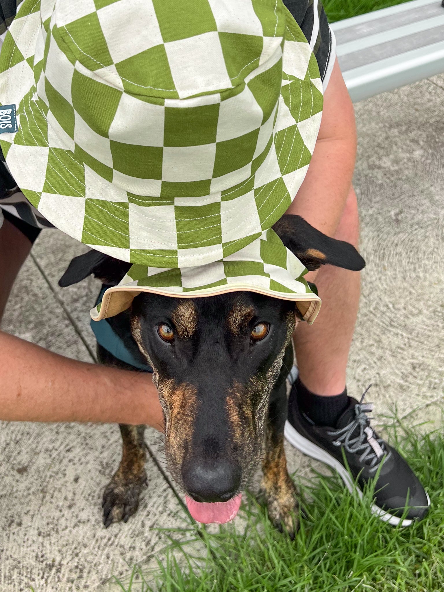 Matching Dog and Owner Green Checker Reversible Bucket Hats