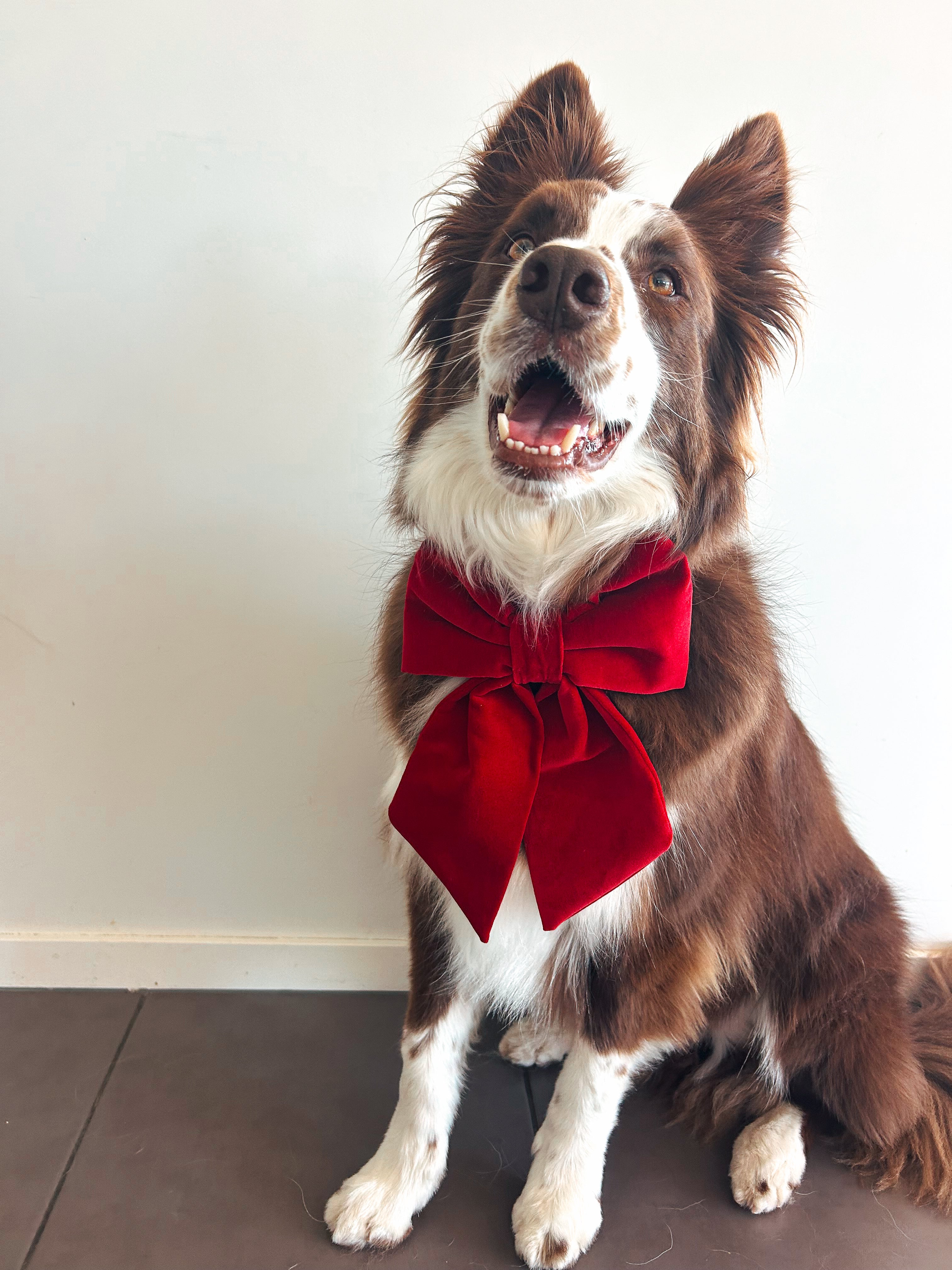 JUMBO Red Cotton Velvet Dog Sailor Bow