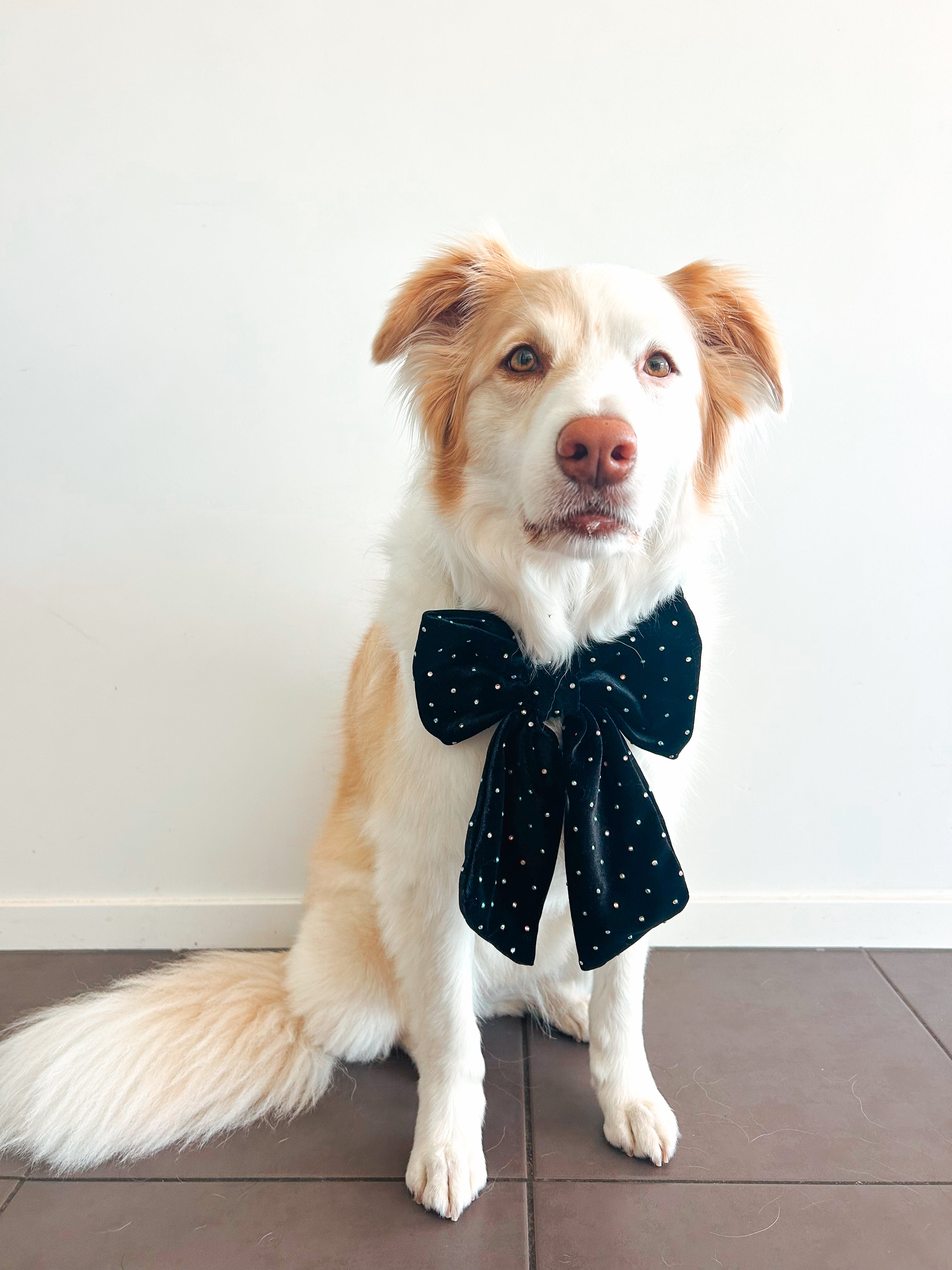 JUMBO Black Rhinestone Velvet Dog Sailor Bow
