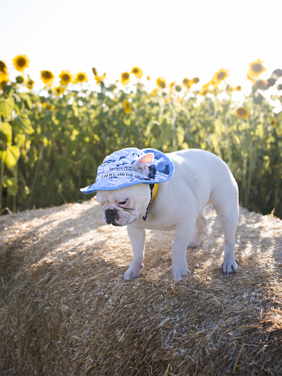 Puppy News Dog Reversible Bucket Hat