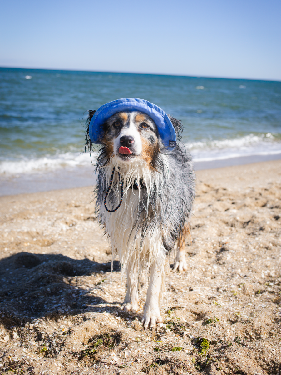 Puppy News Dog Bucket Hat