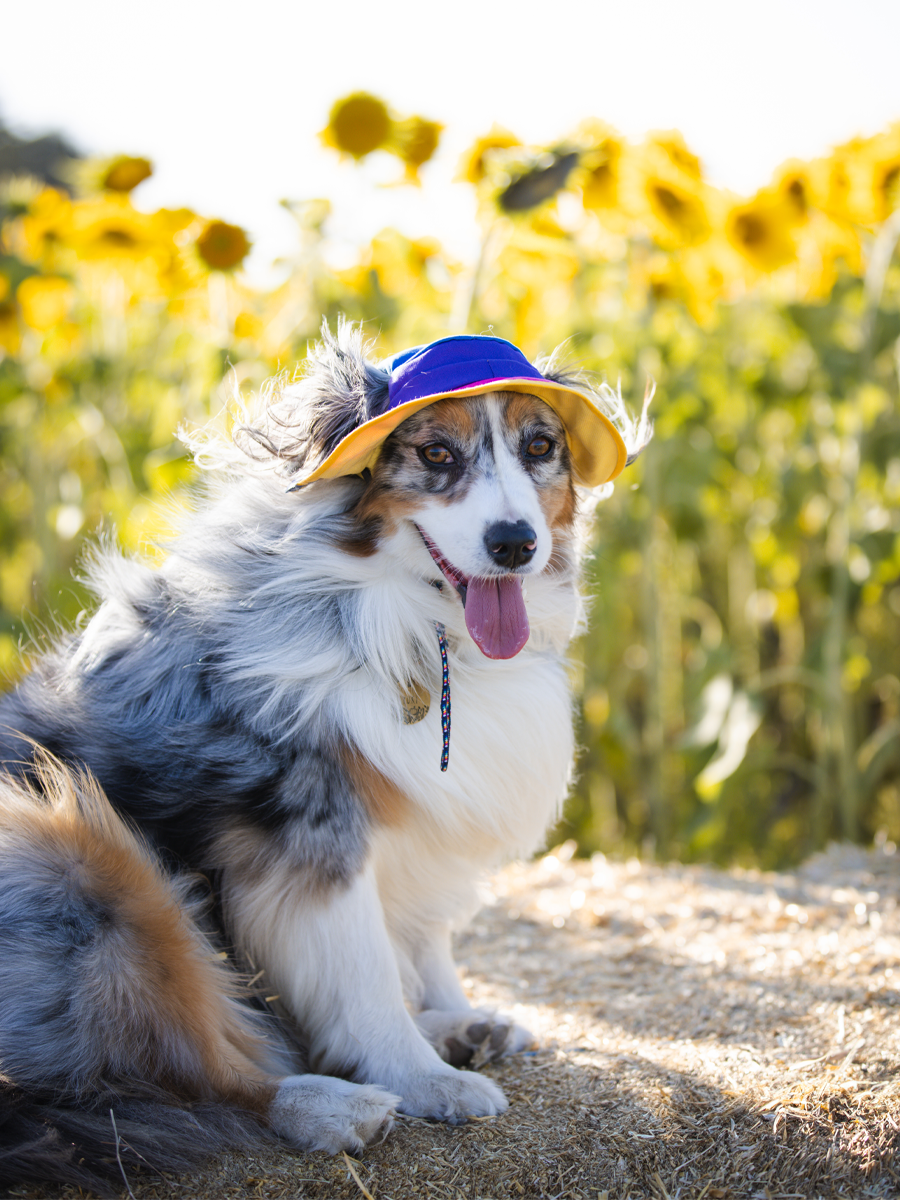80s Dog Reversible Bucket Hat