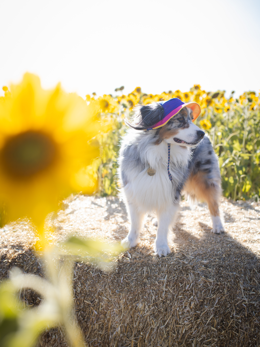 80s Dog Reversible Bucket Hat