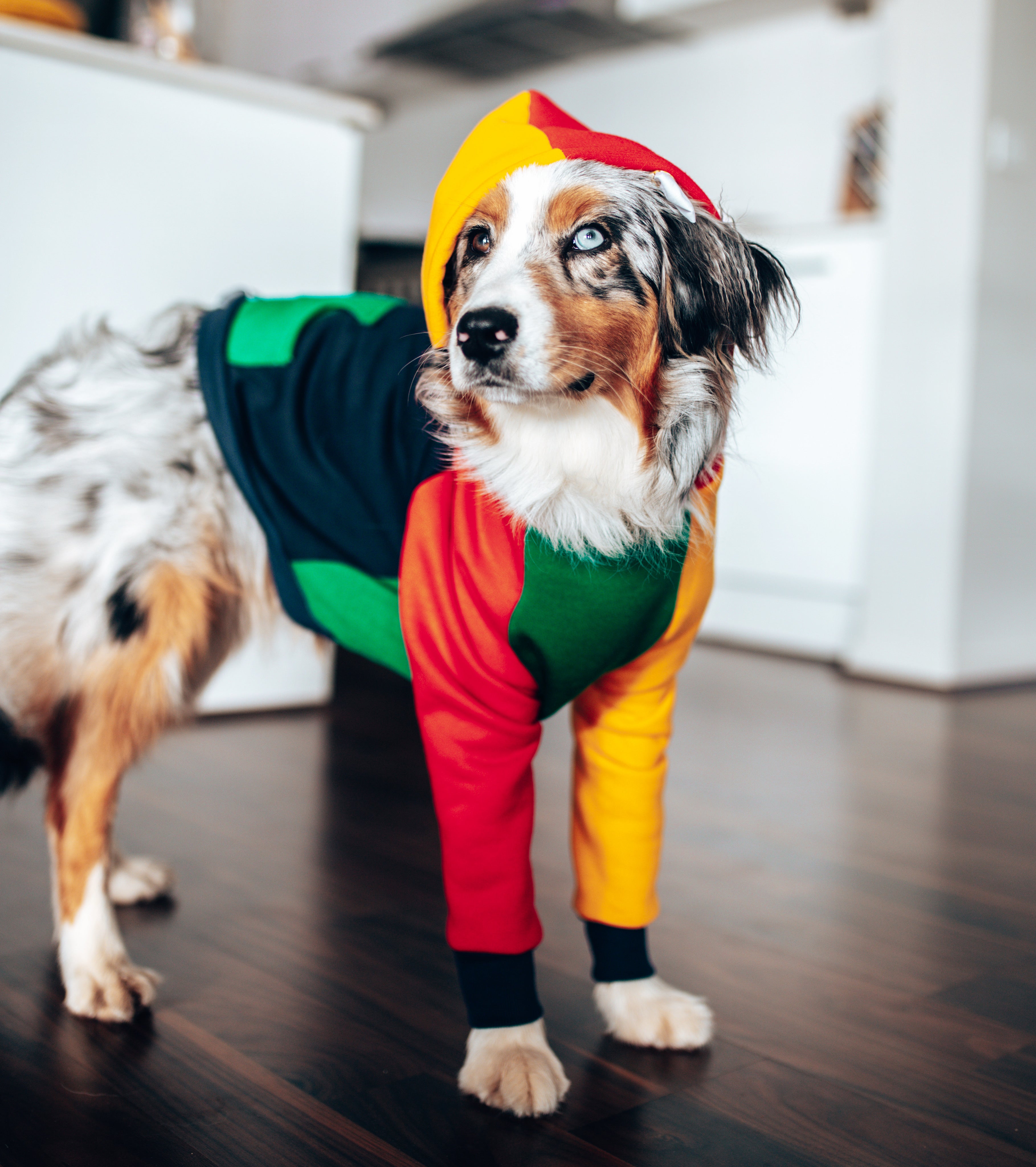 Barkstreet Bois Dog Hoodie