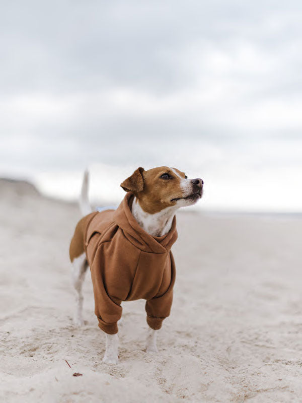 Zack and outlet zoey dog hoodie